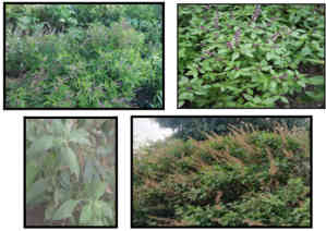 Therapeutic Potential and Phytochemistry of Natural Herbals of Family Lamiaceae: Ocimum Sanctum L. and Ocimum Basilicum