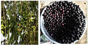 Phytochemistry of Jamun (Syzygium Cumini, Myrtaceae) and Medicinal Properties