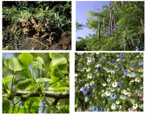 Medicinal Plants and Bioactive Compounds for Treatment of Cardiovascular Diseases in Africa