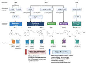 Omega-3, Omega-6, Omega-9 Fatty Acids: Sources, Metabolism And Supplements