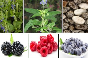 Phytochemistry of Chia Seeds (Salvia Hispanica), Berries and Medicinal Properties